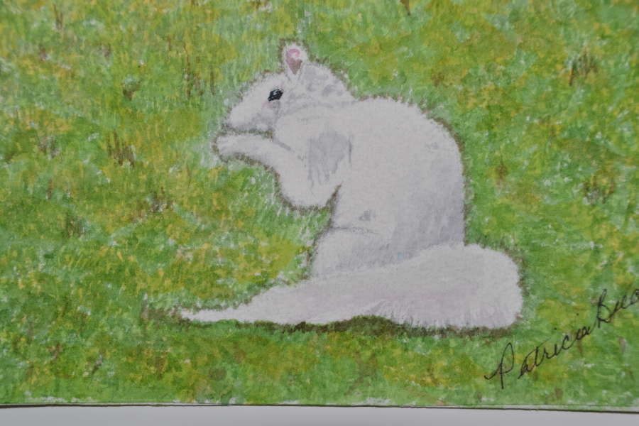 The White Squirrel