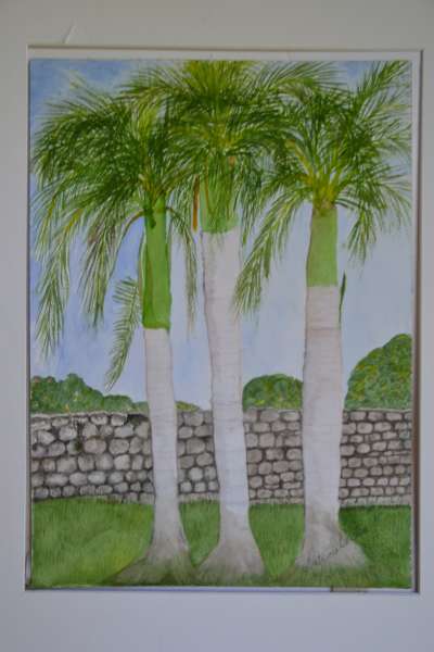 Dominican Palm
