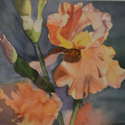 GC Tangerine Iris